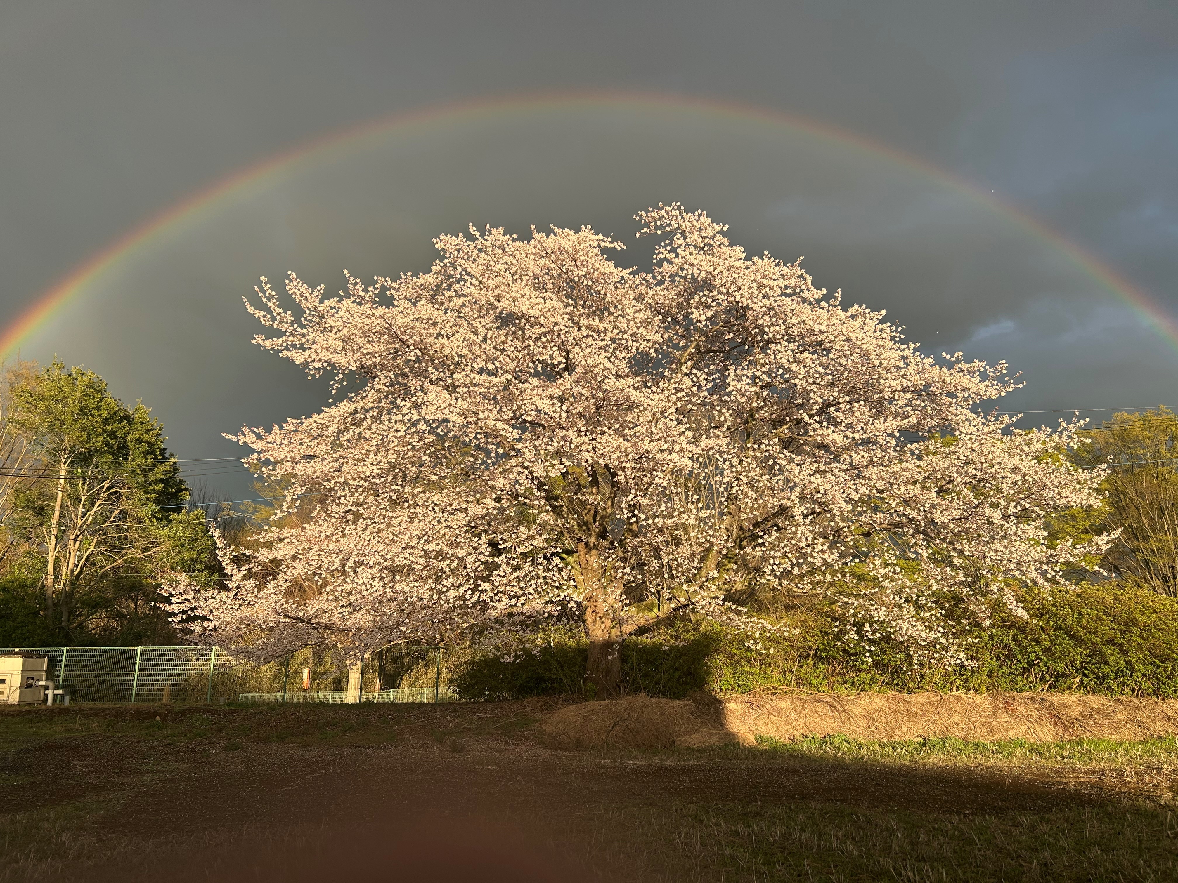 つくば事業所の桜の上に虹がかかりました
